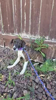 Ethan , a male American Leopard Hound and Whippet for sale in Hayward, WI – 4 of 5