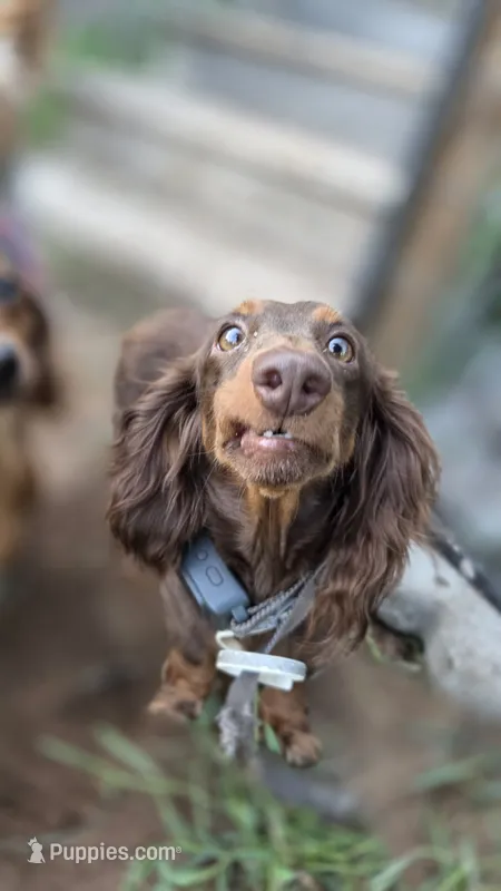 Molly – Miniature Dachshund puppy for sale in Hayward, WI