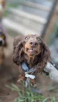 Molly, a female Miniature Dachshund for sale in Hayward, WI – 1 of 1