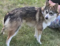 Scarlett , a female Pomsky for sale in Ashland, WI – 5 of 5