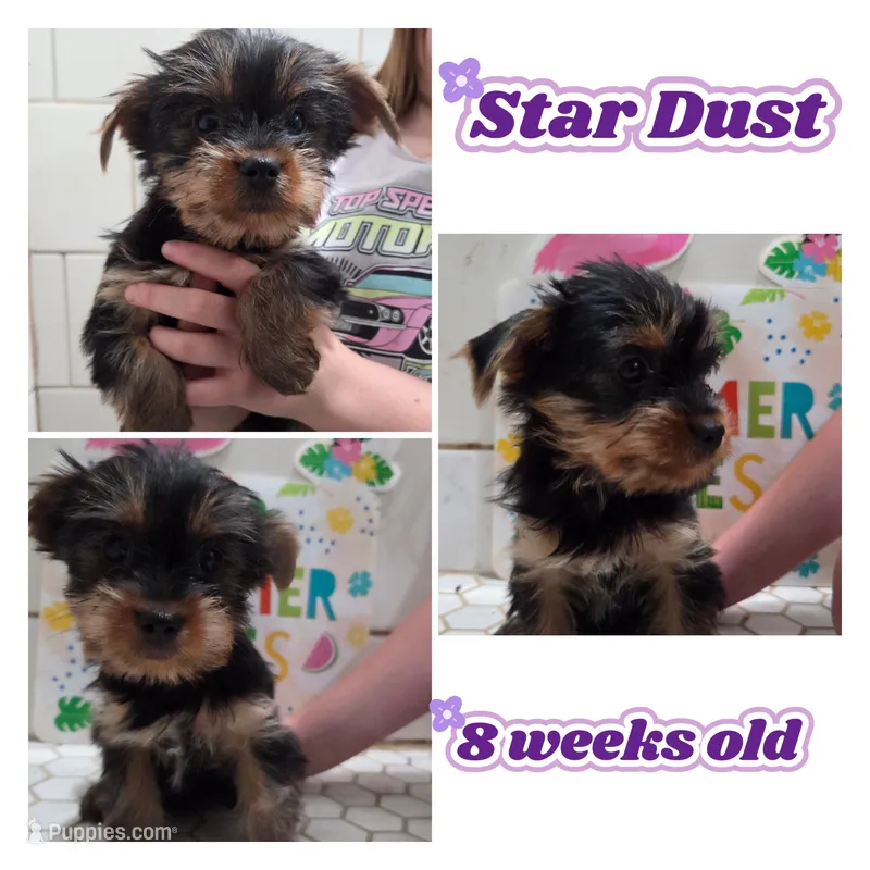 Star – Yorkshire Terrier puppy for sale in Hayward, WI
