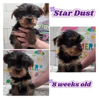 Star, a female Yorkshire Terrier for sale in Hayward, WI – 1 of 1