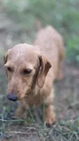 Dexter *Trade*, a male Miniature Dachshund for sale in Hayward, WI – 5 of 5