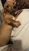 Male doxie only available until November 1st.., a male Miniature Dachshund for sale in Hayward, WI – 3 of 5