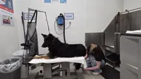 Koda, a male German Shepherd Dog for sale in Hayward, WI – 4 of 7