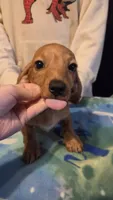 Male doxie only available until November 1st.., a male Miniature Dachshund for sale in Hayward, WI – 5 of 5