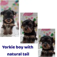 Little boy With natural tail, a male Yorkshire Terrier for sale in Hayward, WI – 2 of 2