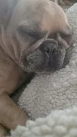 Azzara, a female French Bulldog for sale in Hayward, WI – 3 of 3