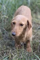 Dexter *Trade*, a male Miniature Dachshund for sale in Hayward, WI – 4 of 5