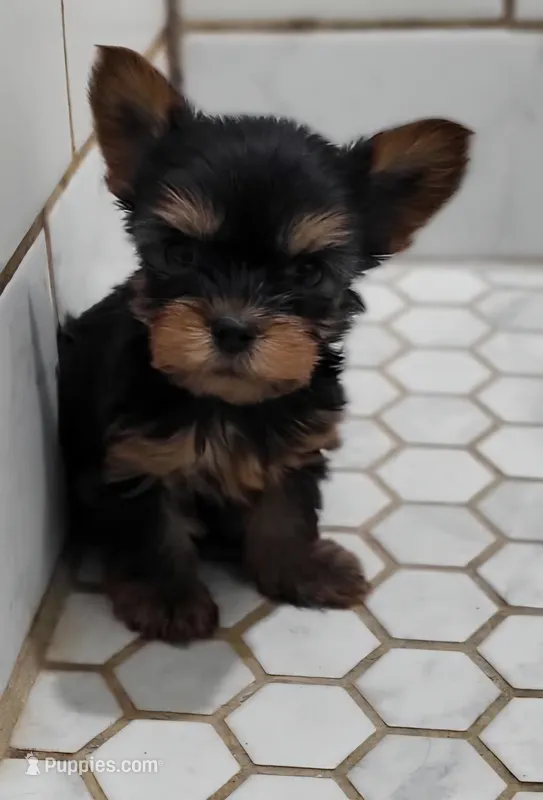 Axel – Yorkshire Terrier puppy for sale in Ashland, WI