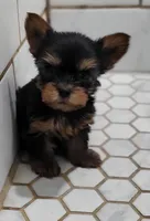 Axel, a male Yorkshire Terrier for sale in Ashland, WI – 1 of 1
