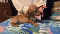 Male doxie only available until November 1st.., a male Miniature Dachshund for sale in Hayward, WI – 4 of 5