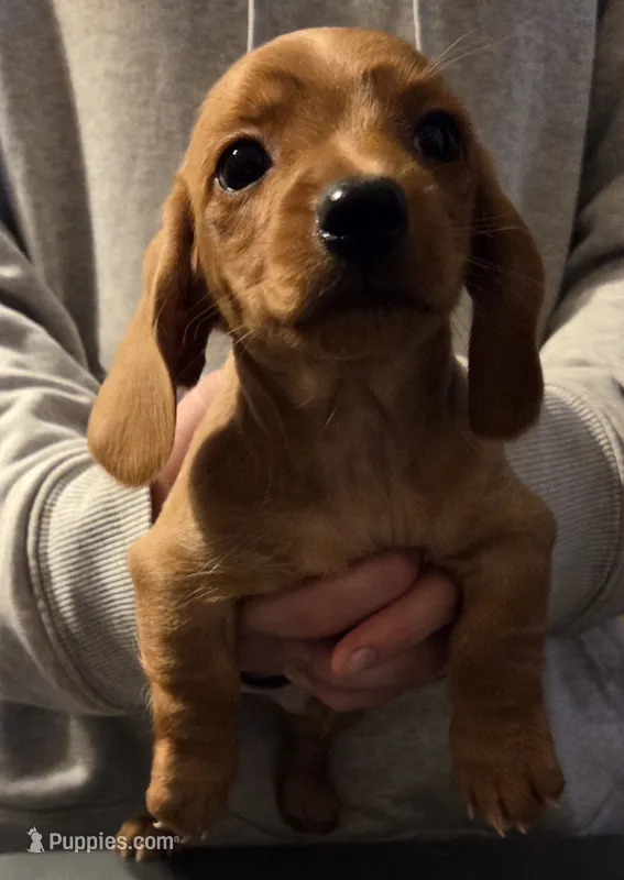 Male doxie  – Miniature Dachshund puppy for sale in Hayward, WI