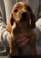 Male doxie , a male Miniature Dachshund for sale in Hayward, WI – 1 of 2