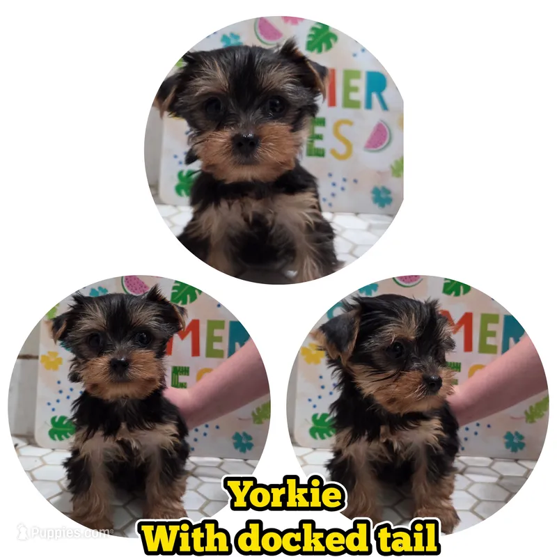 Axel – Yorkshire Terrier puppy for sale in Hayward, WI