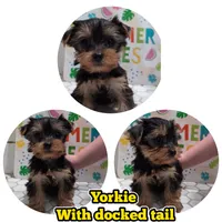 Axel, a male Yorkshire Terrier for sale in Hayward, WI – 1 of 1
