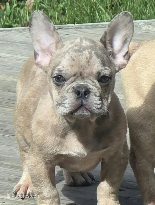 Taz – French Bulldog puppy for sale in Hayward, WI