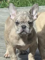 Taz, a male French Bulldog for sale in Hayward, WI – 1 of 2