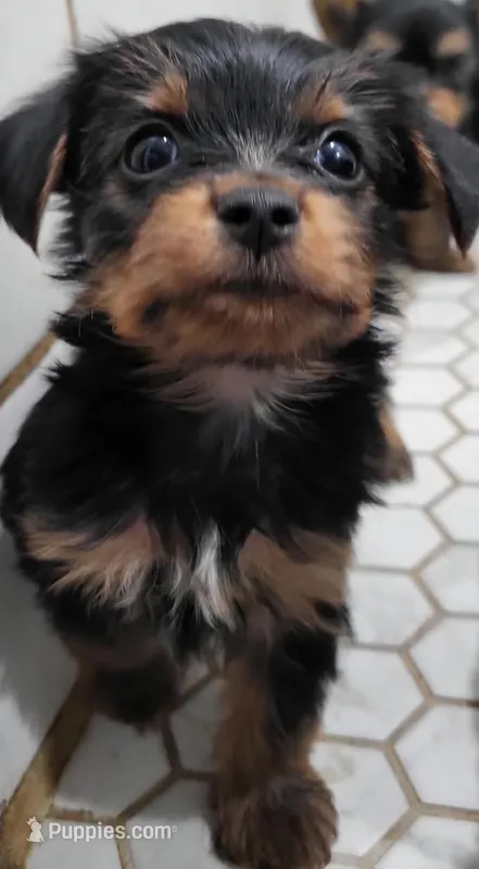 With tail – Yorkshire Terrier puppy for sale in Ashland, WI