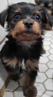 With tail, a male Yorkshire Terrier for sale in Ashland, WI – 1 of 1