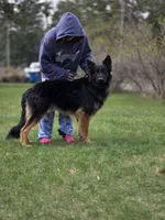 Koda, a male German Shepherd Dog for sale in Hayward, WI – 6 of 7