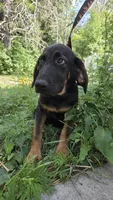 Dory, a female German Shepherd Dog and Bloodhound for sale in Hayward, WI – 3 of 3