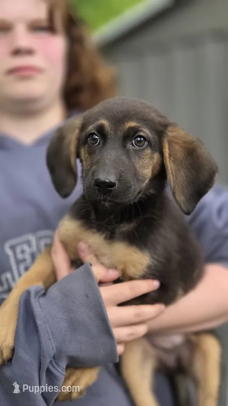 No name – German Shepherd Dog, Bloodhound puppy for sale in Ashland, WI
