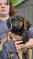 No name, a female German Shepherd Dog and Bloodhound for sale in Ashland, WI – 1 of 1