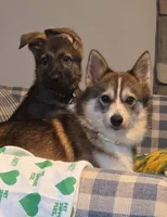Scarlett , a female Pomsky for sale in Ashland, WI – 2 of 5