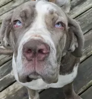 Lea lea, a female Neapolitan Mastiff for sale in Hayward, WI – 2 of 2
