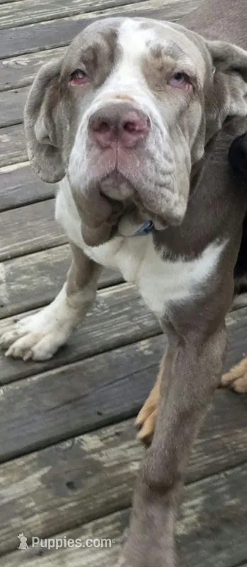 Lea lea – Neapolitan Mastiff puppy for sale in Hayward, WI