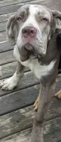 Lea lea, a female Neapolitan Mastiff for sale in Hayward, WI – 1 of 2