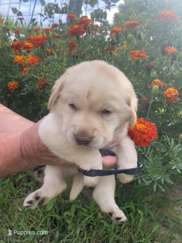 Black collar girl – Labrador Retriever puppy for sale in Mount Solon, VA