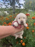 Red collar girl, a female Labrador Retriever for sale in Mount Solon, VA – 2 of 2