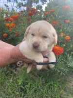 Black collar girl, a female Labrador Retriever for sale in Mount Solon, VA – 2 of 2