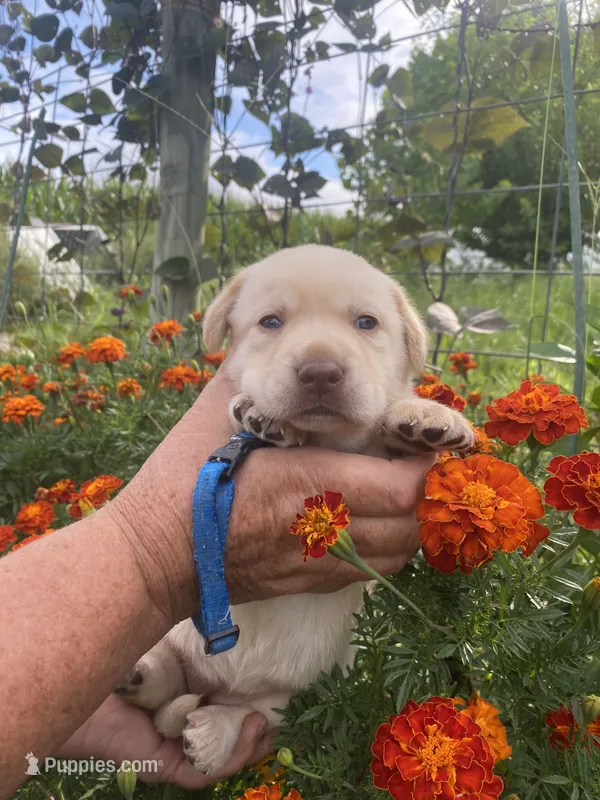 Blue collar girl – Labrador Retriever puppy for sale in Mount Solon, VA