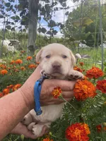 Blue collar girl, a female Labrador Retriever for sale in Mount Solon, VA – 1 of 1