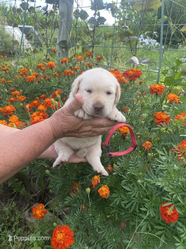 Red collar girl – Labrador Retriever puppy for sale in Mount Solon, VA