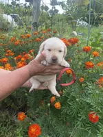 Red collar girl, a female Labrador Retriever for sale in Mount Solon, VA – 1 of 2