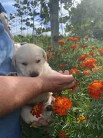 Black nose Boy, a male Labrador Retriever for sale in Mount Solon, VA – 2 of 2