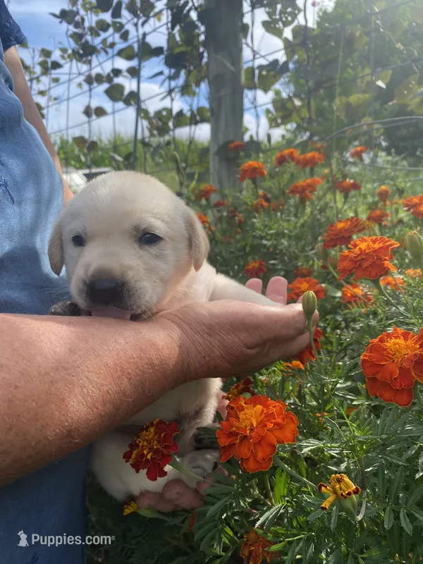 Black nose Boy – Labrador Retriever puppy for sale in Mount Solon, VA
