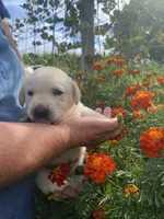 Black nose Boy, a male Labrador Retriever for sale in Mount Solon, VA – 1 of 2