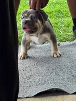 Puppy , a female American Bully for sale in Roanoke, VA – 3 of 5