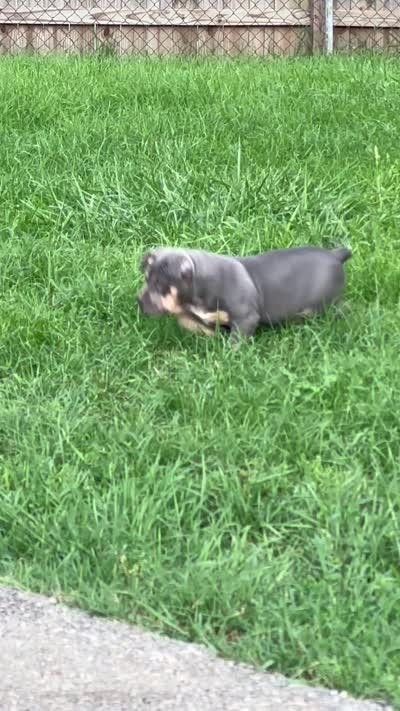 Puppy , a female American Bully for sale in Roanoke, VA – 5 of 5