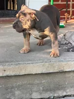 Puppy , a female American Bully for sale in Roanoke, VA – 2 of 5