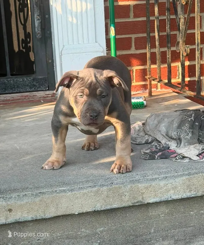 Puppy  – American Bully puppy for sale in Roanoke, VA