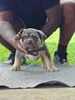 Puppy , a female American Bully for sale in Roanoke, VA – 4 of 5