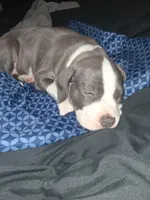 Lana, a female American Pit Bull Terrier for sale in Louisville, KY – 3 of 3