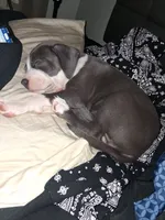 Lana, a female American Pit Bull Terrier for sale in Louisville, KY – 2 of 3