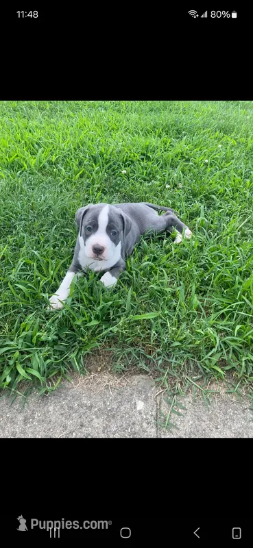 Lana – American Pit Bull Terrier puppy for sale in Louisville, KY